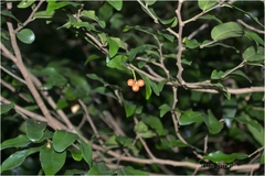 Miliusa leschenaultii